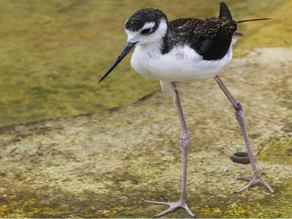 149 BIO PARC DE DOUE LA FONTAINE 5- 2016_000007.jpg